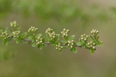  Sihirli genç yeşil doğa