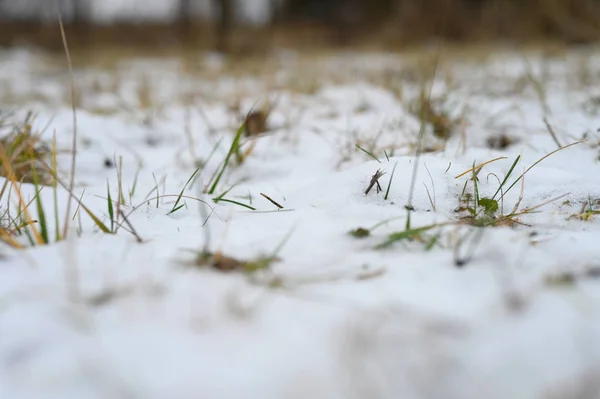 a small amount of snow on the ground and green grass sticking out from under it. winter with little snow