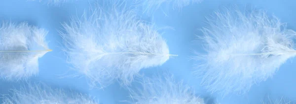 group white fluffy bird feather from a chicken on a blue background. banner. regular pattern