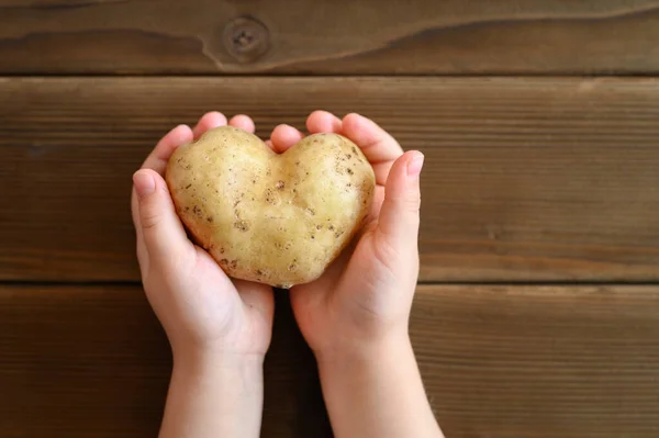 ugly food. kid\'s hands holding ugly vegetable a heart shaped potato on a wooden plank table
