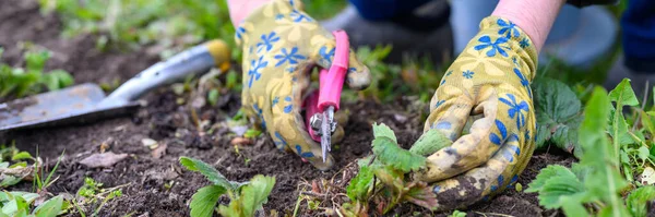 spring pruning and weeding of strawberry bushes. women\'s hands in gardening gloves weeding weeds and pruning strawberry leaves with scissors. work on the ground in the garden. banner