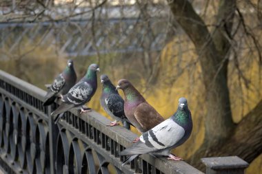 Parktaki çitin korkuluklarında bir grup güzel güvercin.