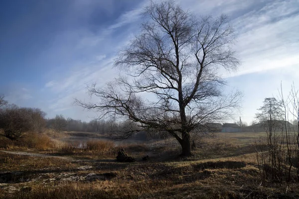 Seul Arbre Dans Une Prairie Aube Avec Soleil Brouillard — Photo