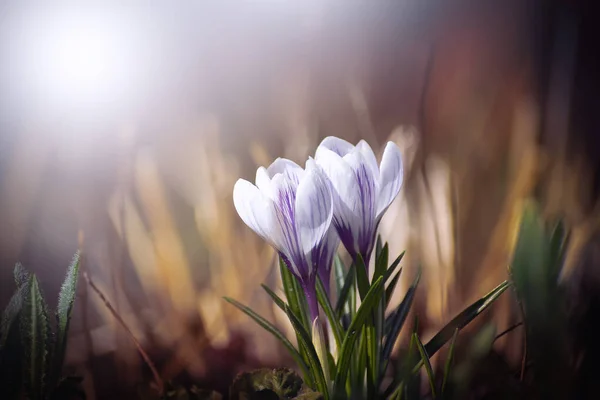 Blühende Krokusse Freier Wildbahn Zeitigen Frühjahr Weitere Frühlingsblumen — Stockfoto