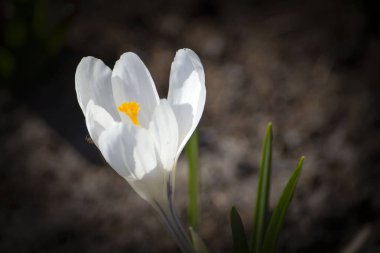 Baharın başında vahşi doğada çiçek açan timsahlar. Diğer bahar çiçekleri.
