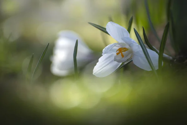 Kwitnące Krokusy Wśród Dzikiej Przyrody Wczesną Wiosną Pozostałe Kwiaty Wiosenne — Zdjęcie stockowe