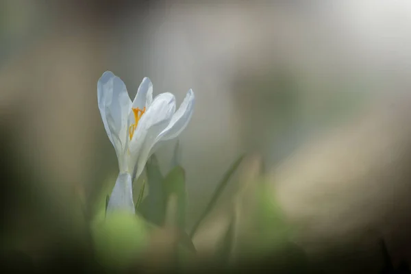 Цветущие Крокусы Дикой Природе Ранней Весной Другие Весенние Цветы — стоковое фото