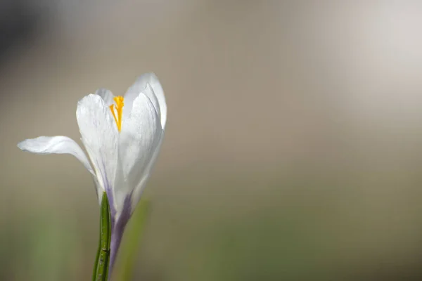 Kwitnące Krokusy Wśród Dzikiej Przyrody Wczesną Wiosną Pozostałe Kwiaty Wiosenne — Zdjęcie stockowe