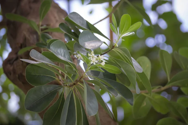 Tobira Pittosporum Arbusto Florido Com Aroma Delicado Forte — Fotografia de Stock