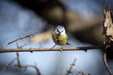 Senchki ve serçeler baharın başında besleniyor..