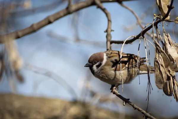 Senchki Sparrows Feed Feeder Early Spring — Stock Photo, Image