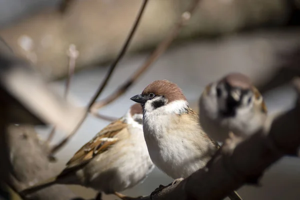 Senchki Moineaux Nourrissent Dans Mangeoire Début Printemps — Photo