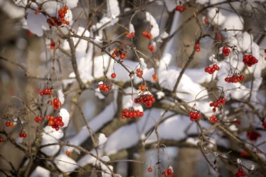 Kırmızı, güzel viburnum meyveleri karın dallarında..