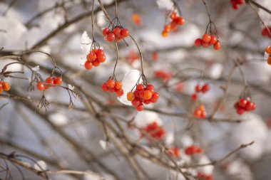 Kırmızı, güzel viburnum meyveleri karın dallarında..