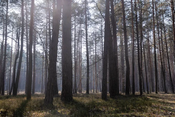 Mixed forest, clearings and paths in the early morning.