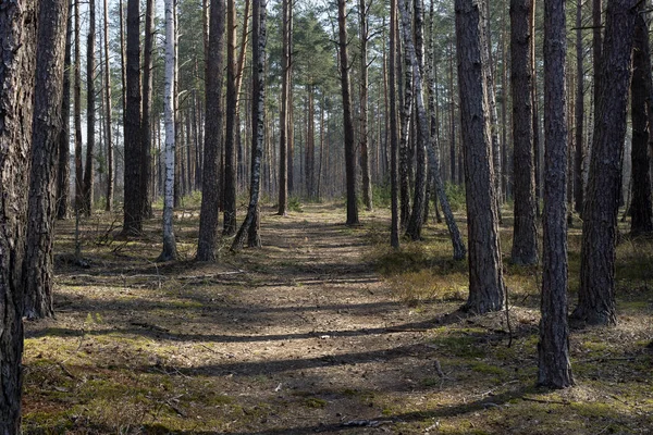 Mixed forest, clearings and paths in the early morning. Royalty Free Stock Photos