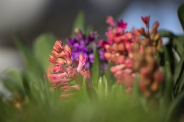 Sümbül, çalılıklarda toplanmış güzel kokulu çiçekleri olan soğanlı bir bahçedir..