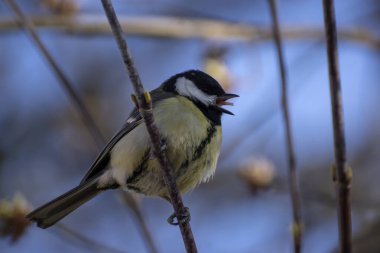 Büyük meme, ağaç dalında ayçiçeği tohumu yer.