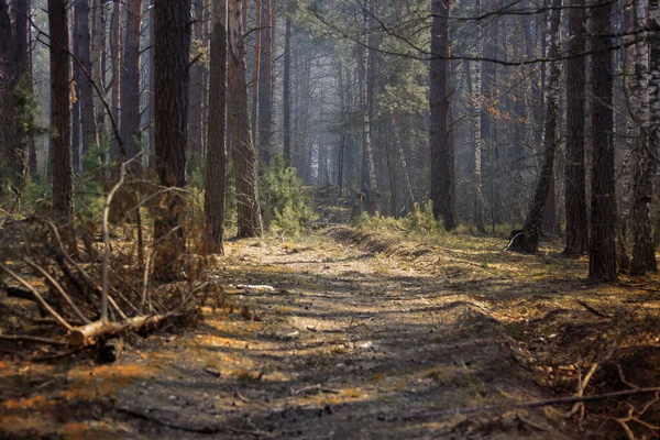 Mixed Forest Clearings Paths Early Morning — Stock Photo, Image