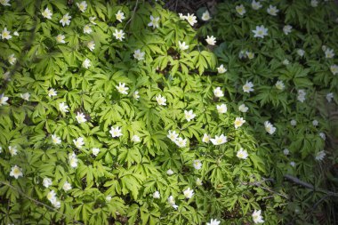 Çayırdaki ilk bahar çiçekleri, bir kartanesi tomurcuğu, güneşin doğuşunun bir sembolü..