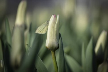 Güzel beyaz laleler ve bulanık arka planı olan kelebekler..