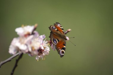 İlkbaharın başlarında çiçek açan güzel bir meyve ağacı fidanı..