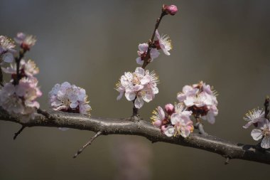 İlkbaharın başlarında çiçek açan güzel bir meyve ağacı fidanı..