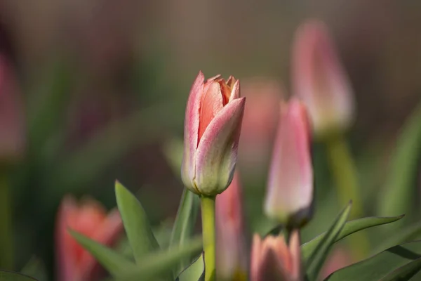 Красивые Цветы Розовых Тюльпанов Размытом Фоне — стоковое фото