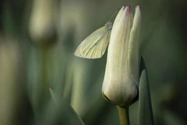 Belles Tulipes Blanches Papillon Avec Fond Flou — Photo