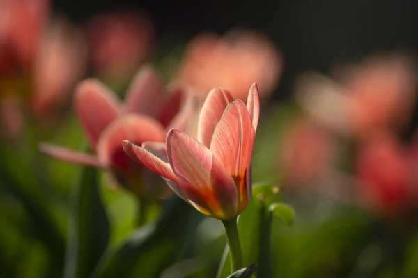 Belles Fleurs Tulipes Roses Avec Fond Flou — Photo