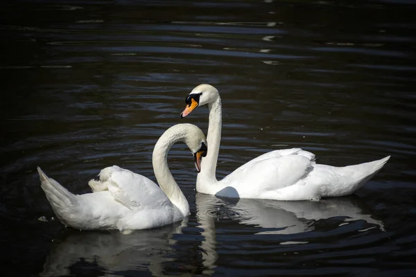 Ein Paar Schöner Weißer Schwäne Frühen Morgen Auf Dem See — Stockfoto