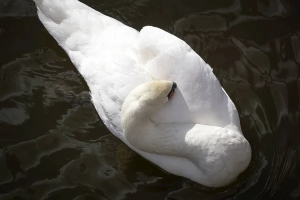 Par Hermosos Cisnes Blancos Lago Por Mañana Temprano — Foto de Stock