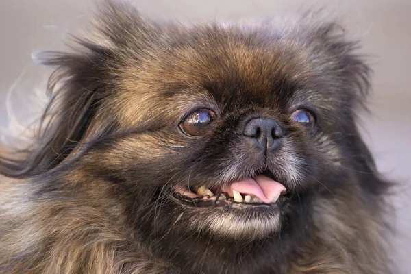 Fluffy Pekingese dog with a sticking out tongue in nature.