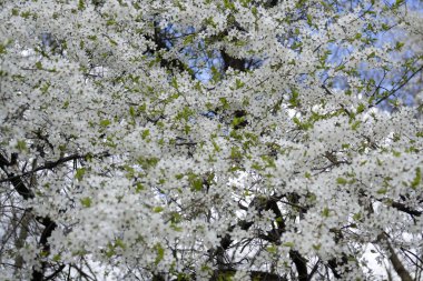İlkbaharın başlarında çiçek açan güzel bir meyve ağacı fidanı..