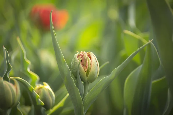 Belles Fleurs Tulipes Roses Avec Fond Flou — Photo