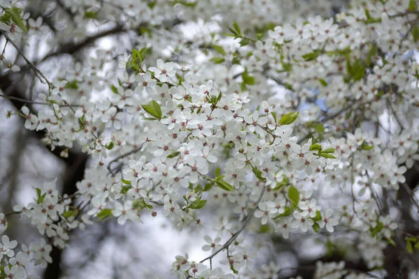 Gyönyörűen Virágzó Gyümölcsfa Virága Kora Tavasszal — Stock Fotó