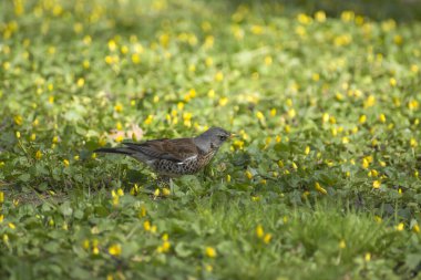 Pamukçuk tarlasında ilkbahar yürüyüşü