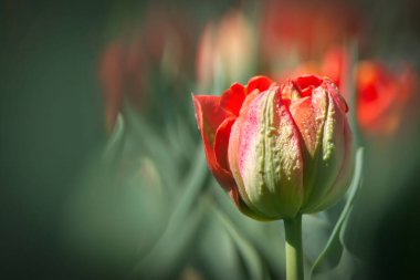 Arkaplanı bulanık pembe lalelerden oluşan güzel çiçekler..