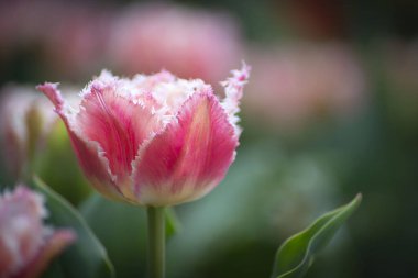 Arkaplanı bulanık pembe lalelerden oluşan güzel çiçekler..