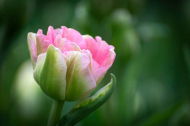 Arkaplanı bulanık pembe lalelerden oluşan güzel çiçekler..