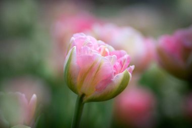 Arkaplanı bulanık pembe lalelerden oluşan güzel çiçekler..