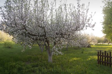İlkbaharın başlarında çiçek açan güzel bir meyve ağacı fidanı..