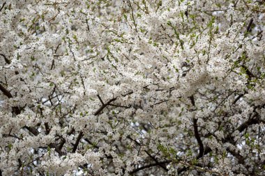 İlkbaharın başlarında çiçek açan güzel bir meyve ağacı fidanı..