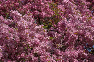 İlkbaharın başlarında çiçek açan güzel bir meyve ağacı fidanı..