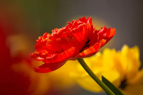 Belles Fleurs Tulipes Roses Avec Fond Flou — Photo