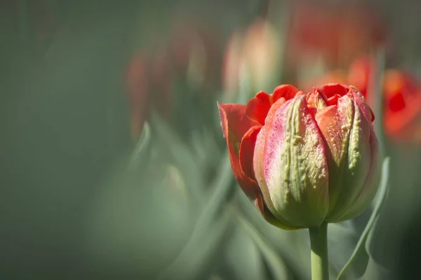 Belles Fleurs Tulipes Roses Avec Fond Flou — Photo