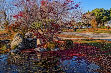 Sonbahar renkleri, kırmızı akçaağaç yaprakları