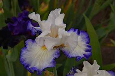 Beyaz ve mavi İris çiçeği Ottawa parkında