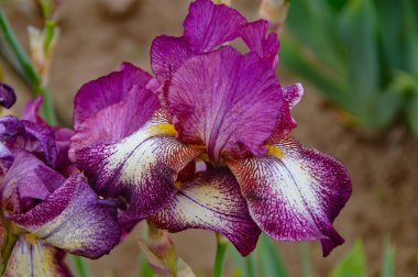 Ottawa parkında mor süsen çiçeği