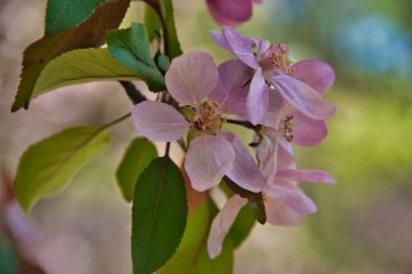 Pembe çiçekli elma ağacı dalı